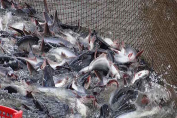  Tháo gỡ khó khăn cho xuất khẩu cá tra